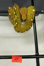 GTP#11.jpg