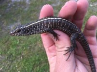 Giant Plated Lizards1.jpg