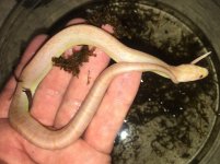 Albino Water Snake.jpg