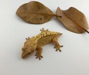 yellow female.jpg