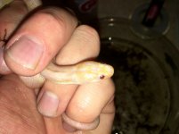 Albino Water Snake1.jpg
