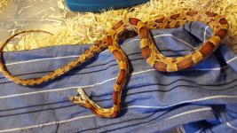 Dead Snake.jpg