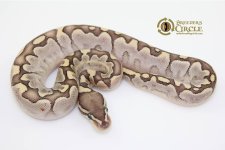 2016 Bamboo Yellowbelly.jpg