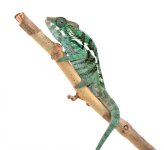 Captive Ambanja Male 2 - Canvas Chameleons (2) Small.jpg