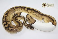 A-PastelPiedPossLeopardM1-1080g.jpg