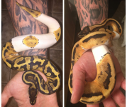 snakes.png