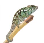 Captive Ambanja Male 1 - Canvas Chameleons (1) Small.jpg