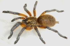 H.pulchripesF4.jpg - Copy.JPG