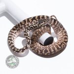 caramel zebra het granite male.jpg