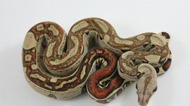 IMG_0083-1-1.jpg