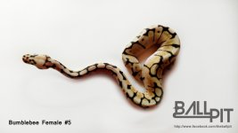 Bumblebee Female #5.jpg