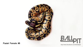 Pastel Female #8.jpg