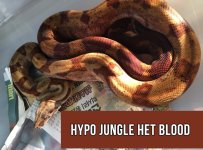 hypo_blood.jpg