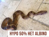 hypo_al.jpg