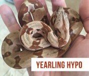 hypo1.jpg