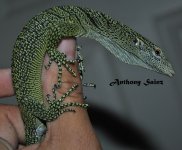 DSC_0236.JPG