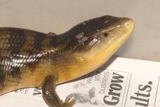 tanimbar-yellow.jpg