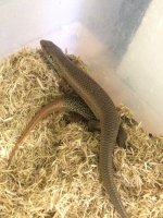 Egernia05.jpg