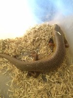 Egernia06.jpg
