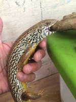 Egernia07.jpg