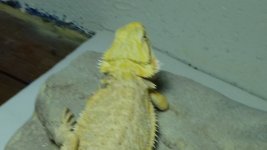 DSC00353.jpg