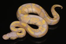 ghostbanana1.JPG