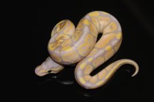 ghostbanana2.JPG