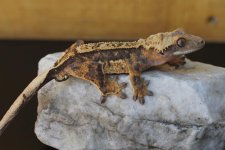 trogan.jpg