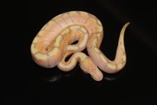 bananahoneybee1.JPG