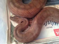 purple boa.jpeg