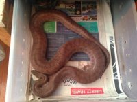 purple boa2.jpeg