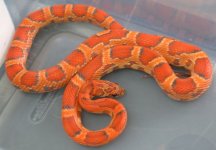 #15 sunkissed male  58g.jpg