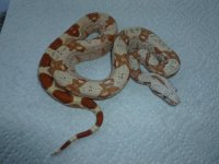New Female Tglow 001.jpg