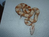 New Female Tglow 002.jpg