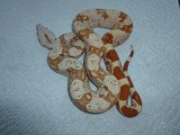 New Female Tglow 003.jpg