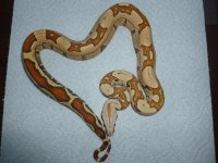Female Jungle VPI 004.jpg