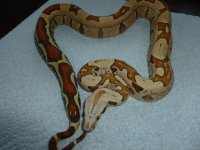 Female Jungle VPI 002.jpg