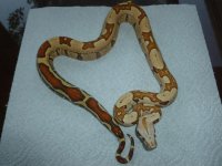 Female Jungle VPI 001.jpg