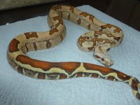 Female Jungle VPI 003.jpg