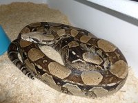 Breeder Female Anery het Snow 001.jpg
