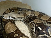 Breeder Female Anery het Snow 002.jpg
