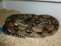 Breeder Female Anery het Snow 003.jpg