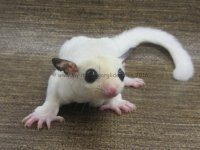 Joeys 153.jpg