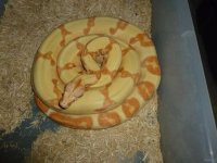 Male Breeder Junglow 001.jpg