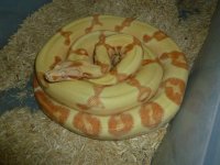 Male Breeder Junglow 002.jpg