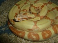 Male Breeder Junglow 003.jpg