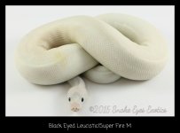 Black Eyed Leucistic M.jpg
