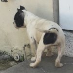image.jpeg