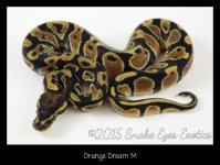 Orange Dream M.jpg
