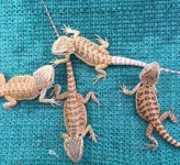 beardies7-9-16.jpg